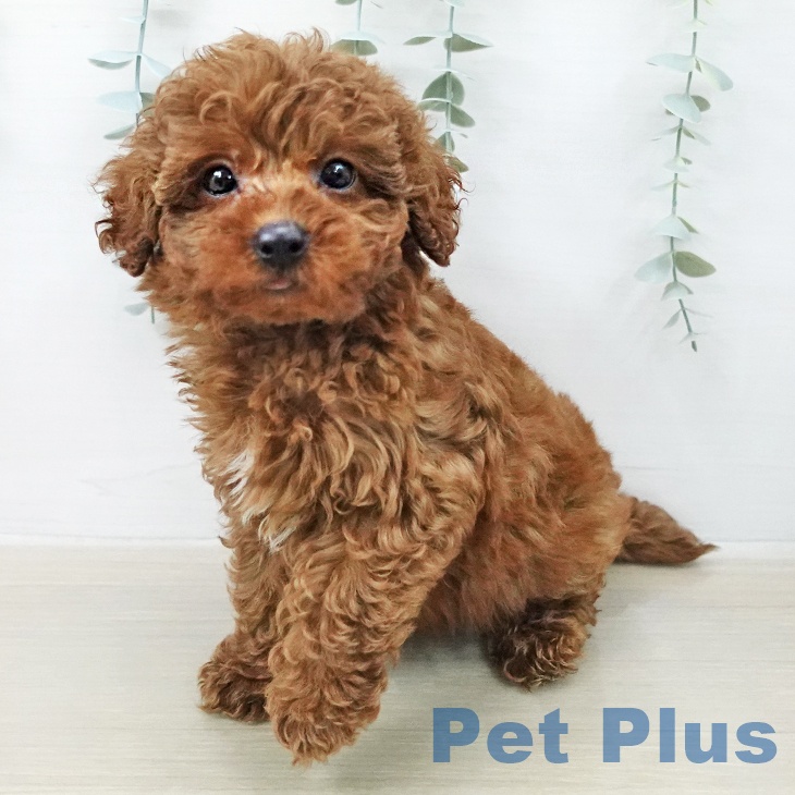 トイ・プードル