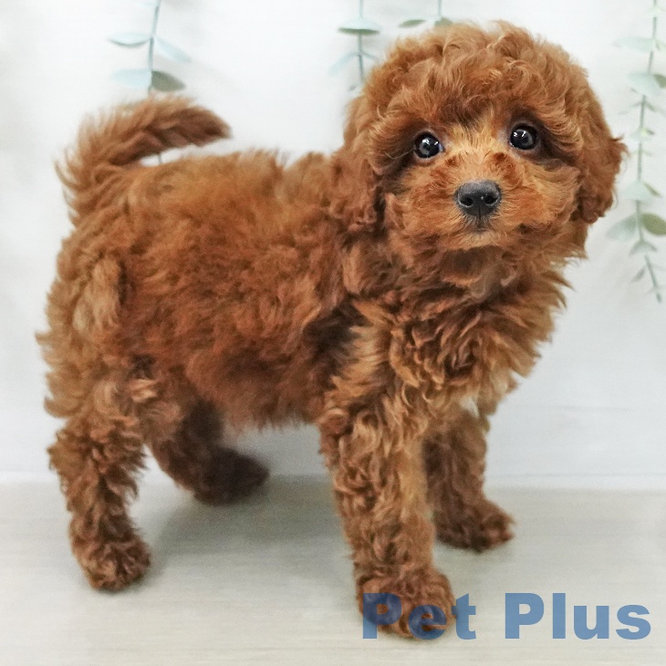 トイ・プードル