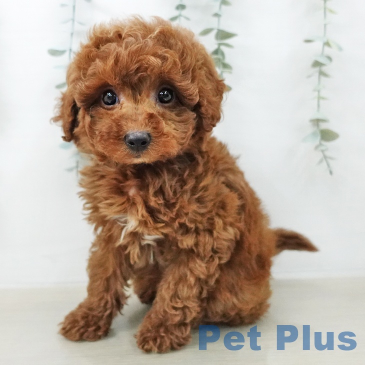 トイ・プードル