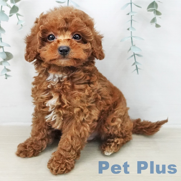 トイ・プードル