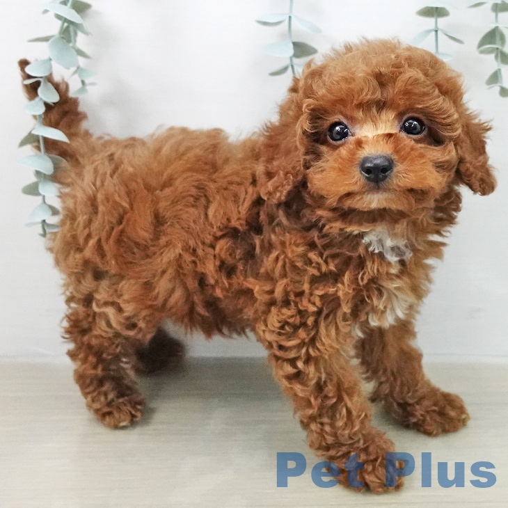 トイ・プードルの写真2