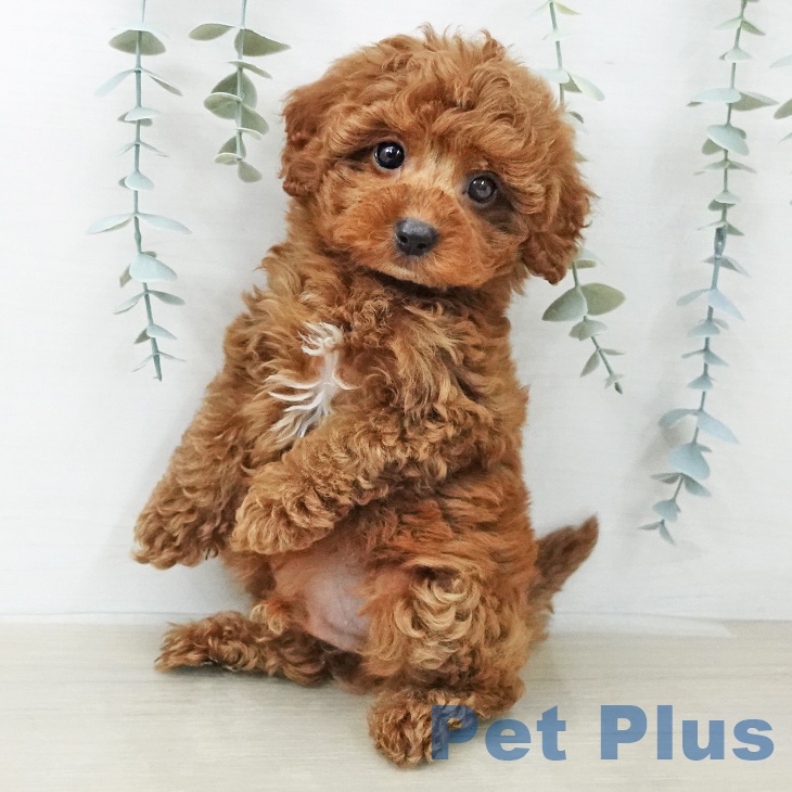 トイ・プードルの写真2