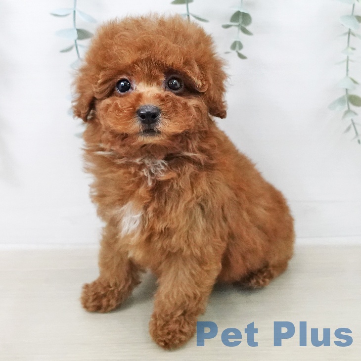 トイ・プードル