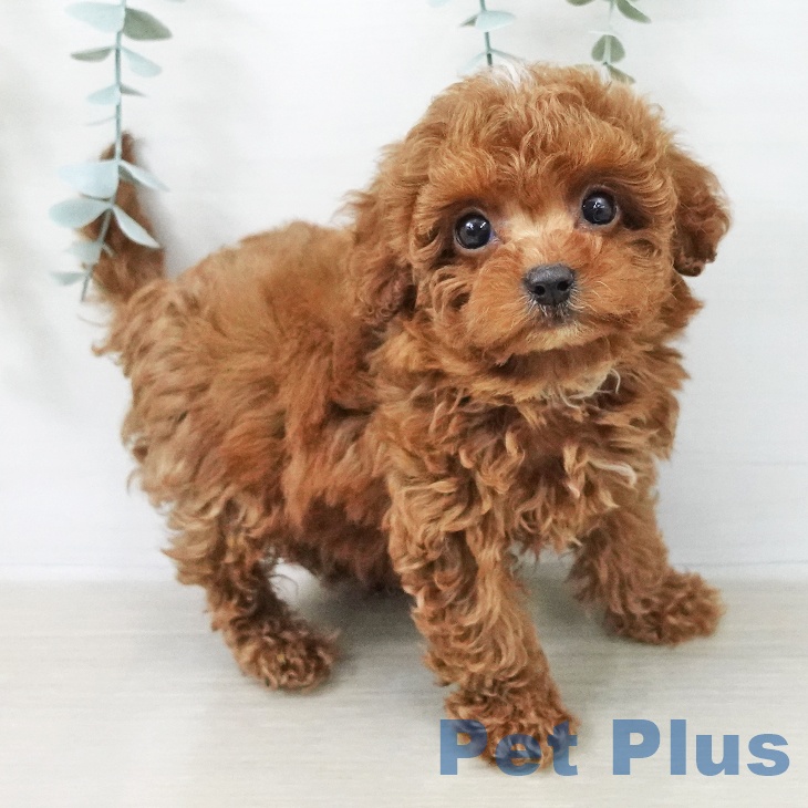 トイ・プードルの写真2