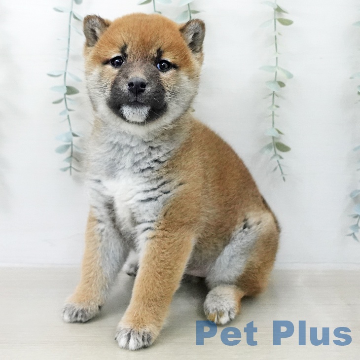東京都の柴犬(標準サイズ) (ペットプラス 立川高島屋S.C.店/2025年12月15日生まれ/女の子/赤)の子犬の1枚目の画像