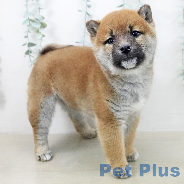 東京都の柴犬(標準サイズ) (ペットプラス 立川高島屋S.C.店/2025年12月15日生まれ/女の子/赤)の子犬の2枚目の画像