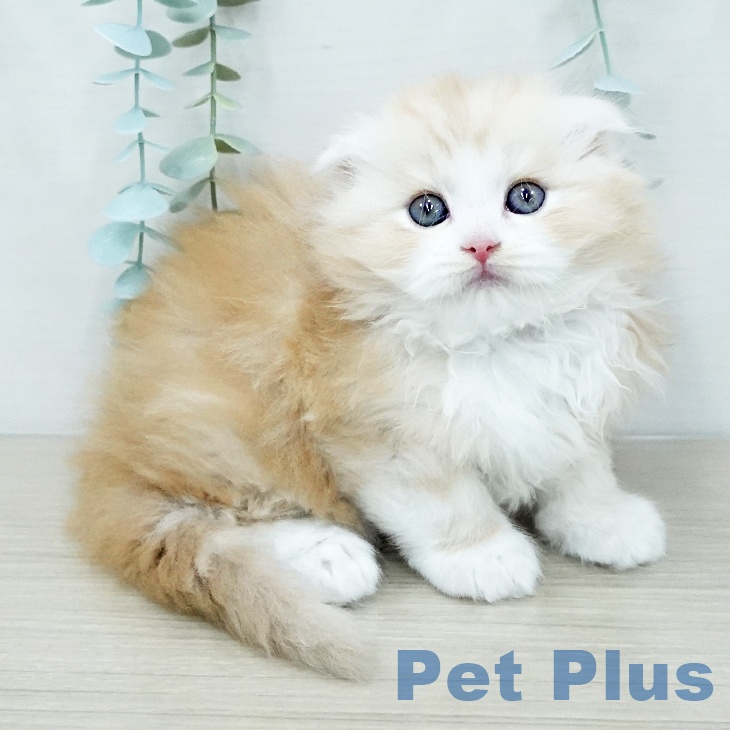 千葉県のスコティッシュフォールド (ペットプラス 幕張新都心店/2025年12月18日生まれ/男の子/レッドタビーホワイト)の子猫の1枚目の画像
