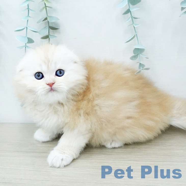 スコティッシュフォールド