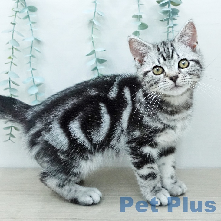 アメリカンショートヘア