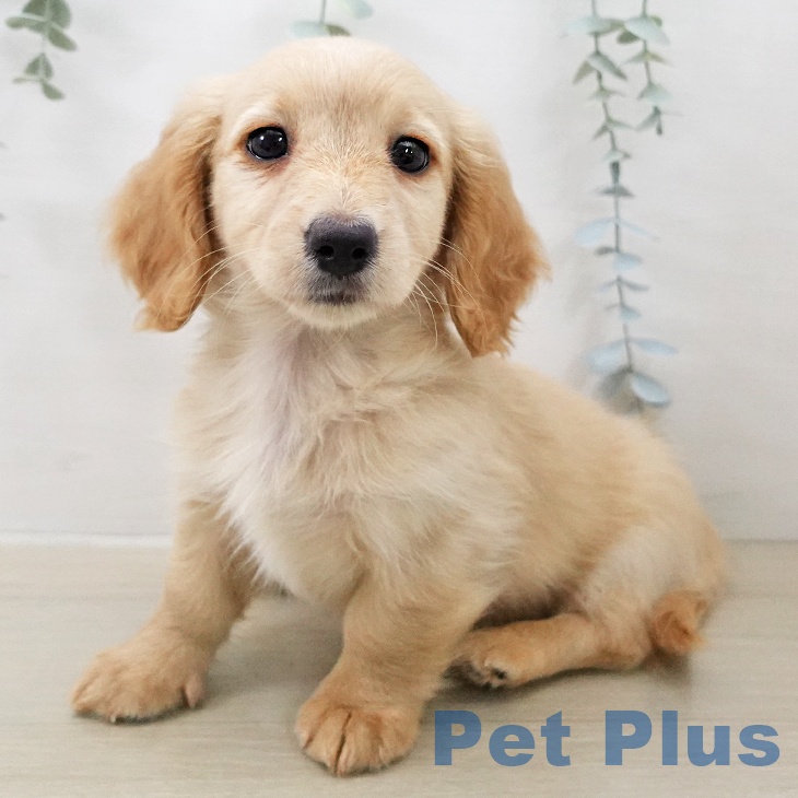 ミニチュア・ダックスフンド