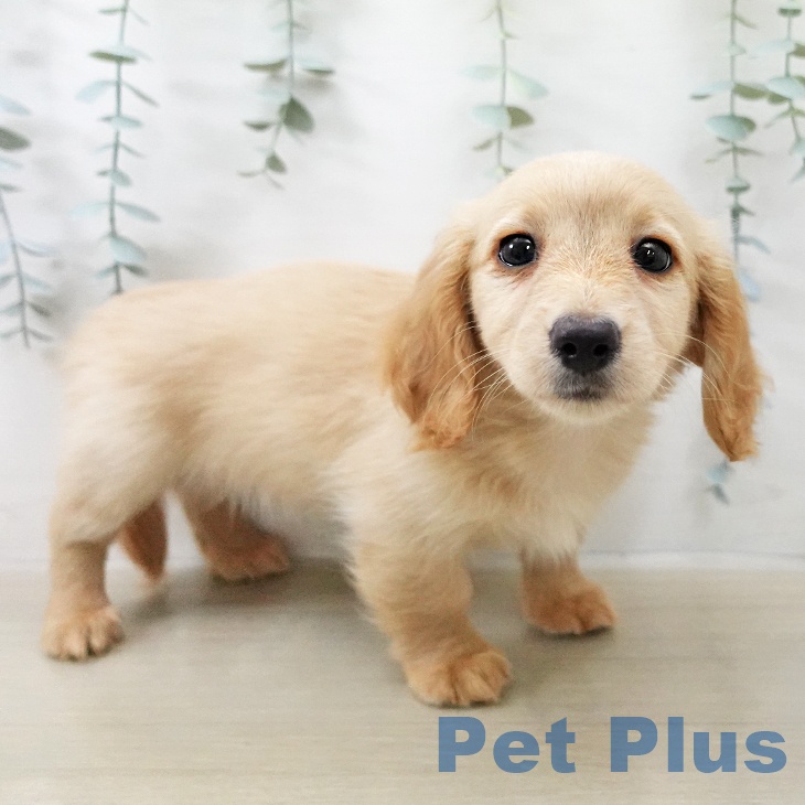 福島県のミニチュアダックスフンド(ロング) (ペットプラス 福島店/2025年12月15日生まれ/女の子/イエロー)の子犬の2枚目の画像