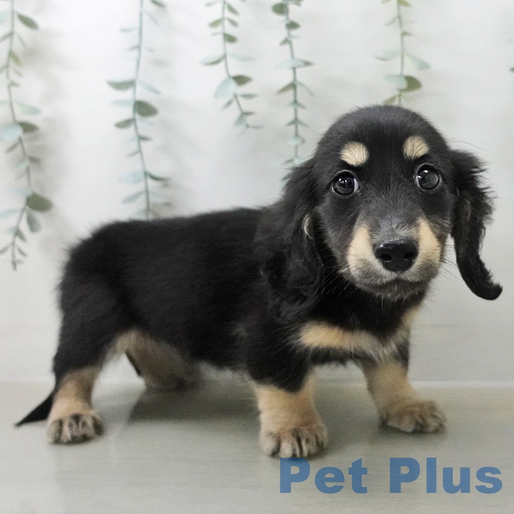 ミニチュア・ダックスフンドの写真2