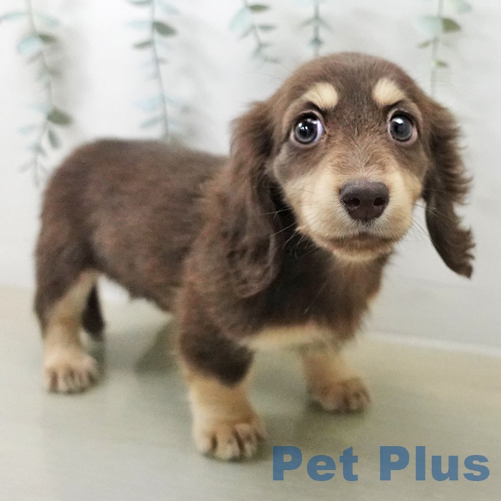 ミニチュア・ダックスフンド