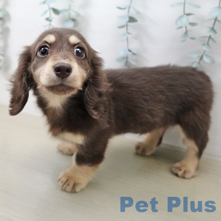 ミニチュア・ダックスフンドの写真2