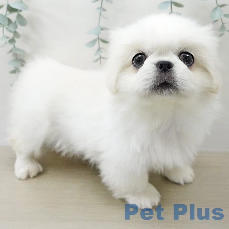 ペキニーズの写真2