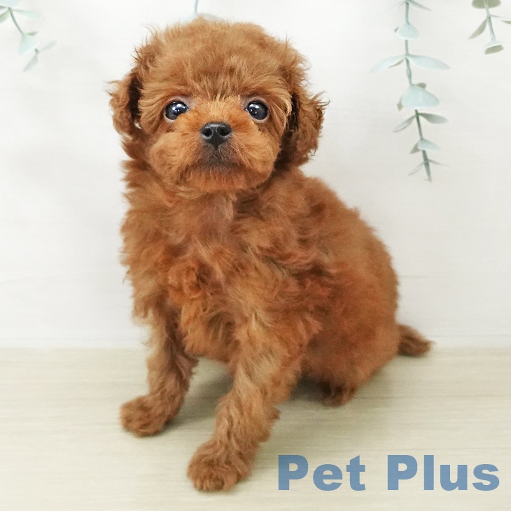 トイ・プードルの写真2