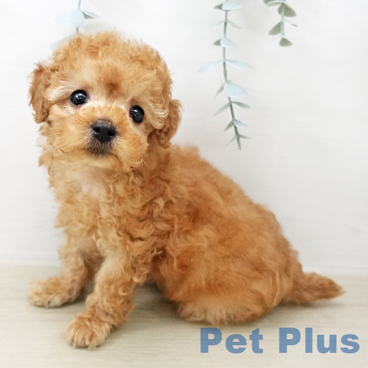 東京都のトイプードル(トイ) (ペットプラス アクアシティお台場店/2025年12月22日生まれ/女の子/アプリコット)の子犬の2枚目の画像