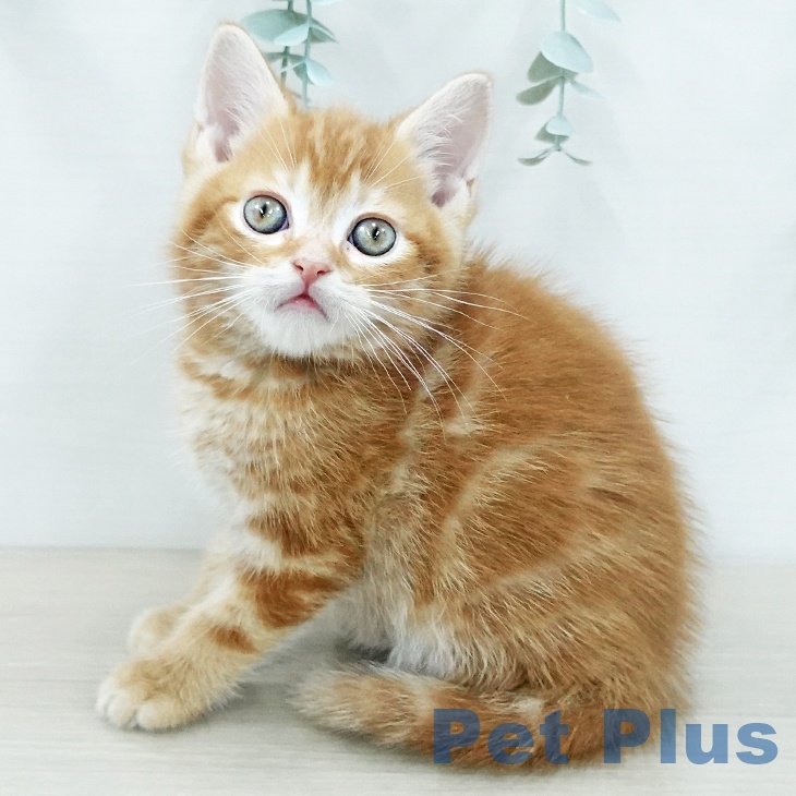 埼玉県のアメリカンショートヘアー (ペッツワン 浦和美園店/2025年12月26日生まれ/男の子/レッドタビー)の子猫