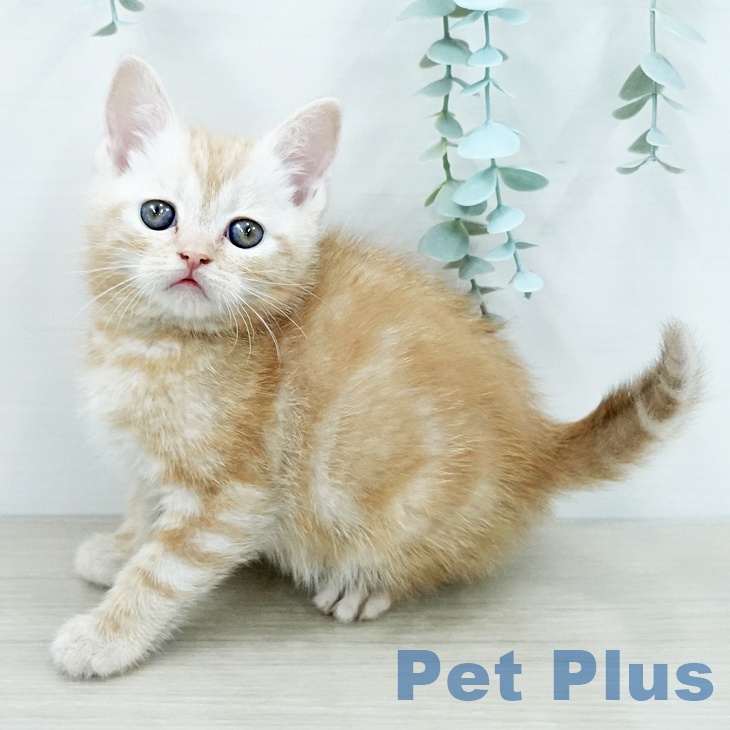 アメリカンショートヘア