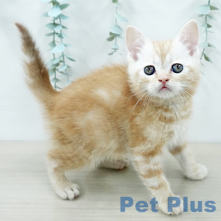 アメリカンショートヘアの写真2