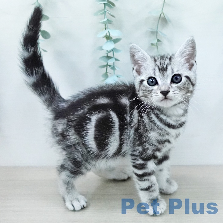 アメリカンショートヘア