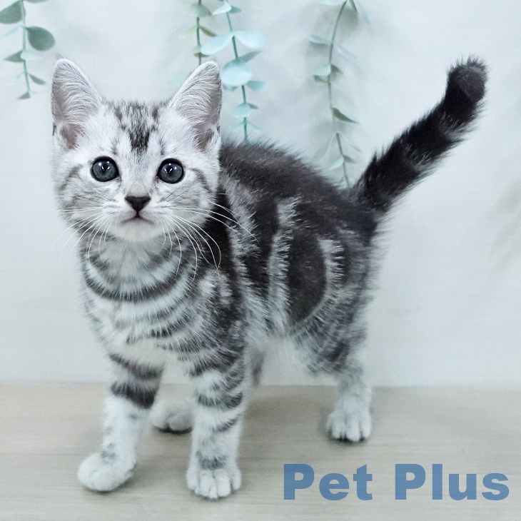 アメリカンショートヘア