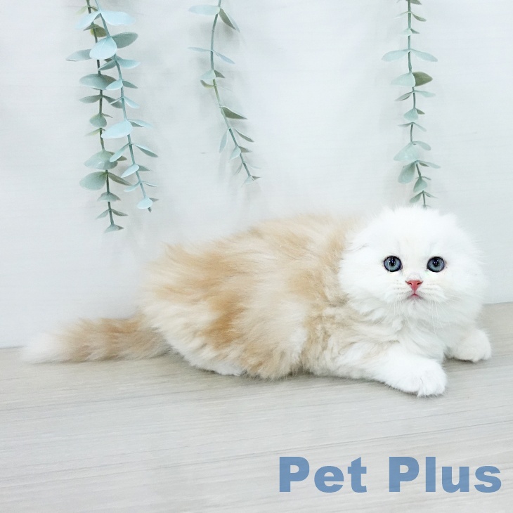 スコティッシュフォールドの写真2