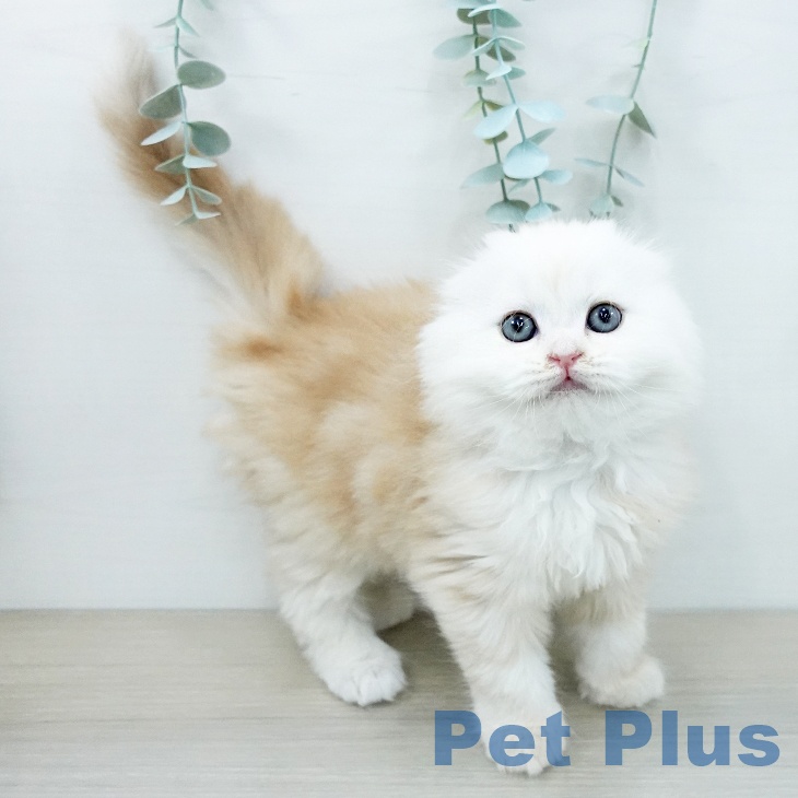 スコティッシュフォールド