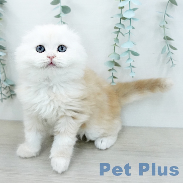 スコティッシュフォールドの写真2