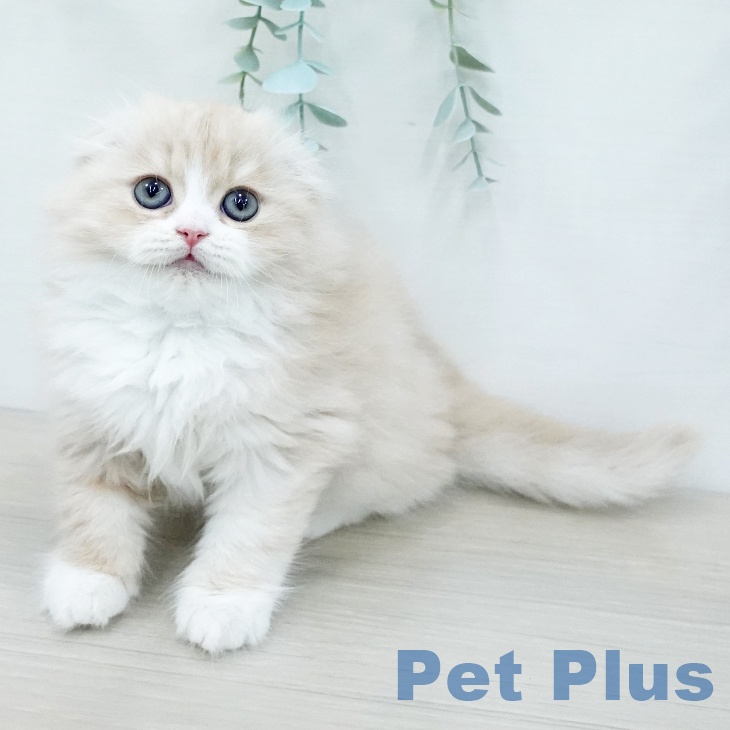 スコティッシュフォールド