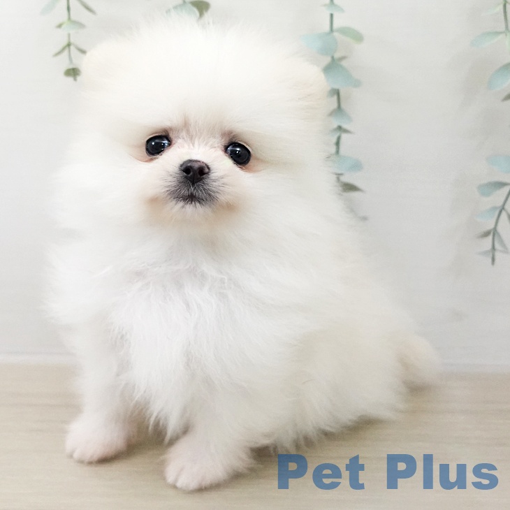 ポメラニアンの写真2