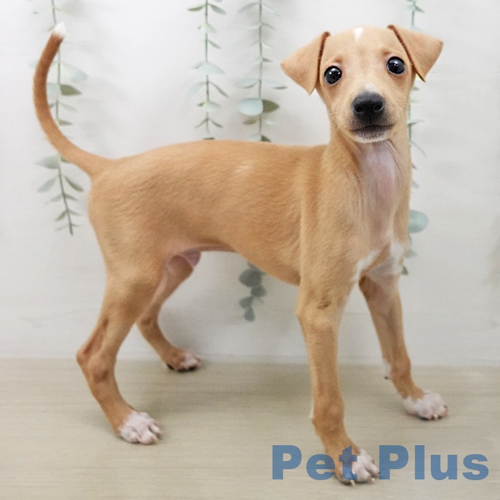 イタリアン・グレーハウンド