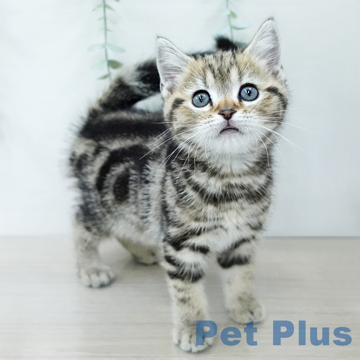 アメリカンショートヘアの写真2