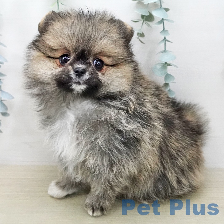 ポメラニアンの写真2