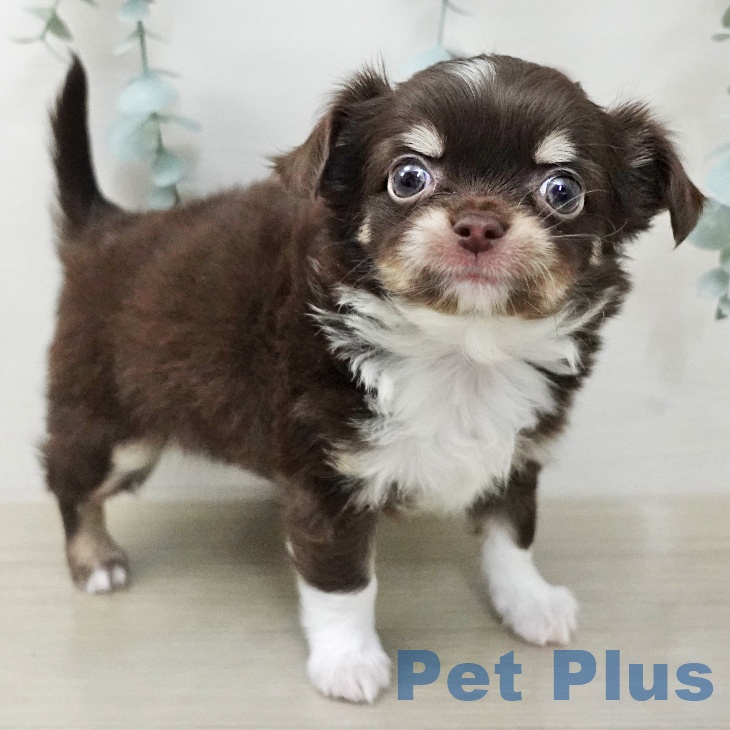 東京都のチワワ(ロング) (ペットプラス 日の出店/2025年12月28日生まれ/女の子/チョコレートタンホワイト)の子犬の1枚目の画像