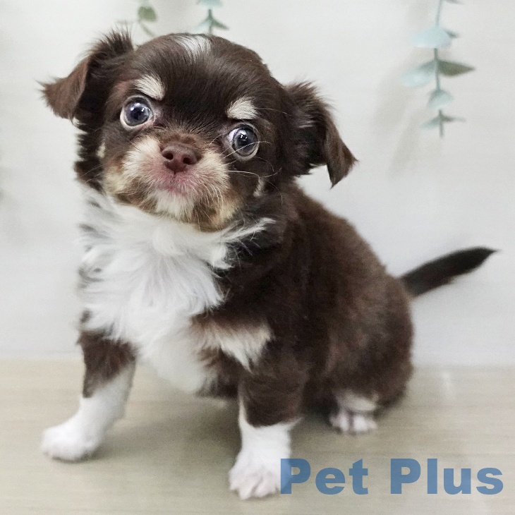 東京都のチワワ(ロング) (ペットプラス 日の出店/2025年12月28日生まれ/女の子/チョコレートタンホワイト)の子犬の2枚目の画像