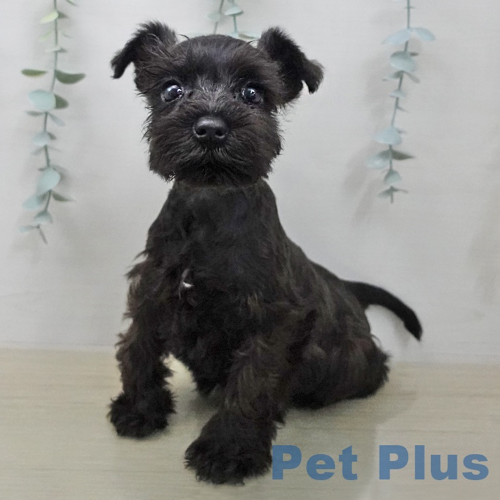 ミニチュア・シュナウザー