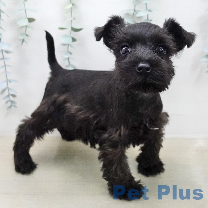 ミニチュア・シュナウザーの写真2