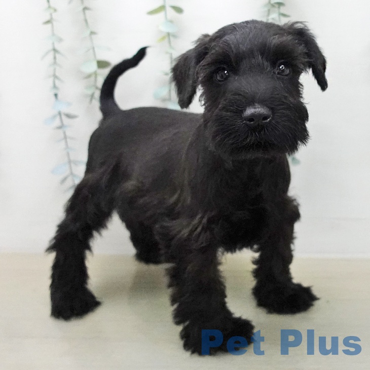 ミニチュア・シュナウザー