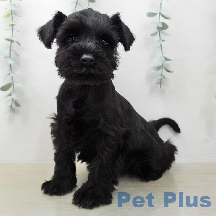 ミニチュア・シュナウザー