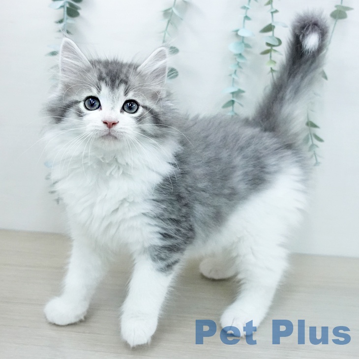 千葉県のノルウェージャンフォレストキャット (ペットプラス 幕張新都心店/2025年12月13日生まれ/男の子/ブルーマッカレルタビーホワイト)の子猫の1枚目の画像