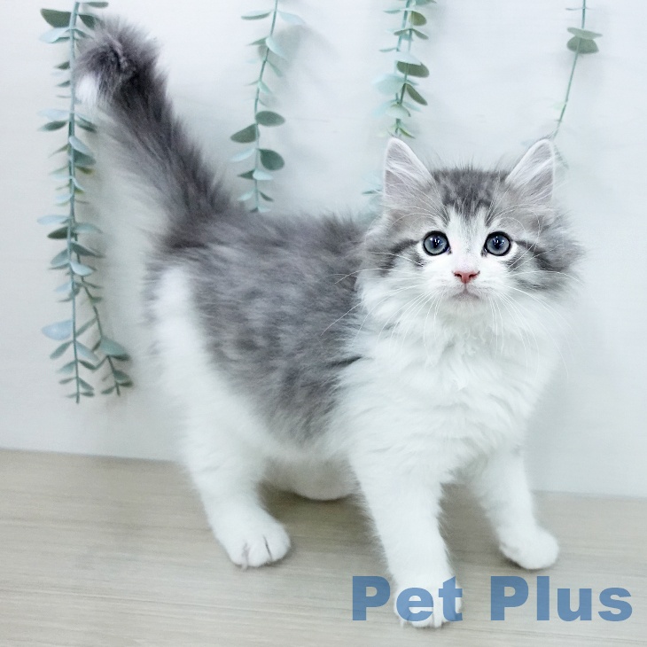 千葉県のノルウェージャンフォレストキャット (ペットプラス 幕張新都心店/2025年12月13日生まれ/男の子/ブルーマッカレルタビーホワイト)の子猫の2枚目の画像