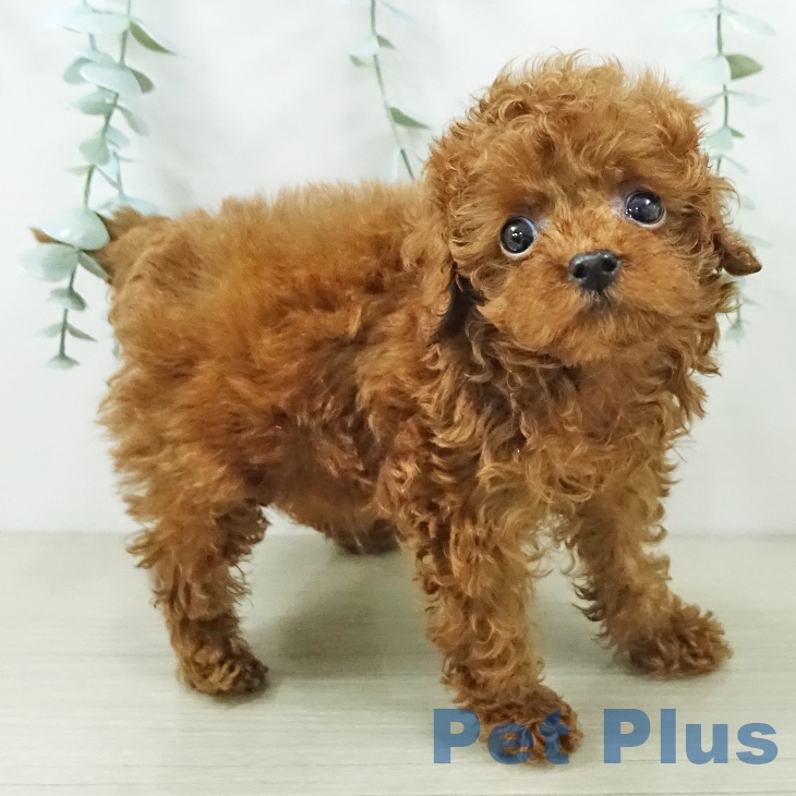 トイ・プードル