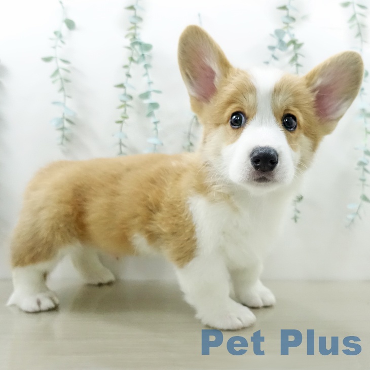 ウェルシュ・コーギー・ペンブロークの写真2