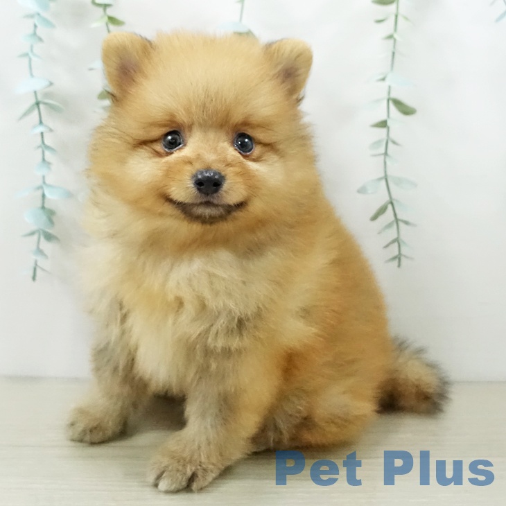 宮城県のポメラニアン (ペットプラス 仙台上杉店/2025年12月26日生まれ/男の子/オレンジ)の子犬