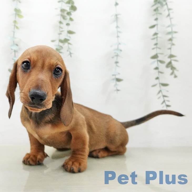 ミニチュア・ダックスフンド