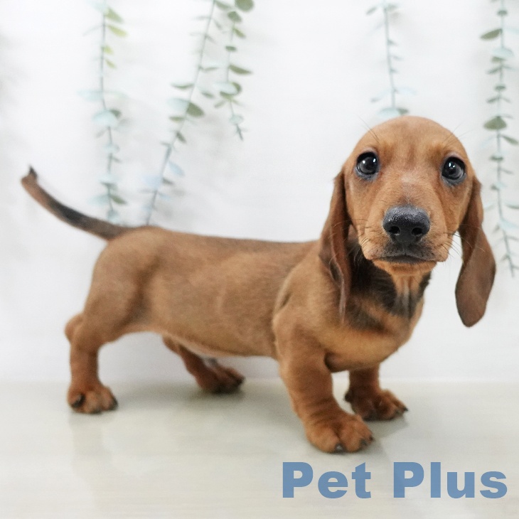 ミニチュア・ダックスフンドの写真2