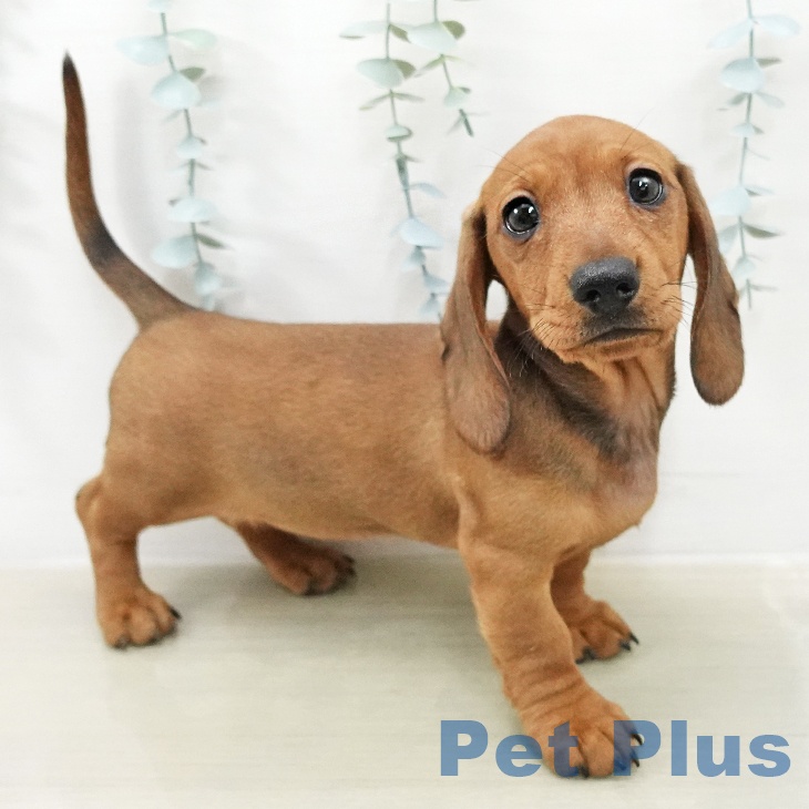 ミニチュア・ダックスフンド