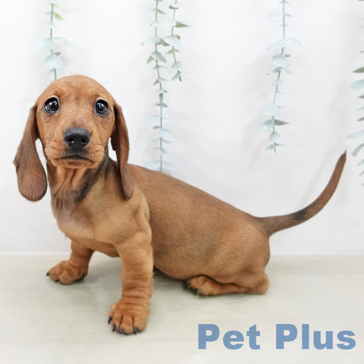 ミニチュア・ダックスフンドの写真2