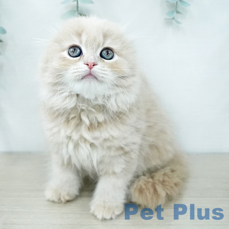 スコティッシュフォールドの写真2